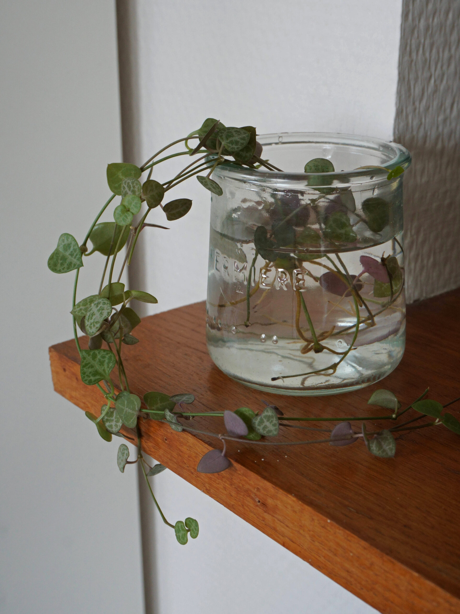 Bouturage en eau de tiges de chaîne de cœurs ou ceropegia woodii