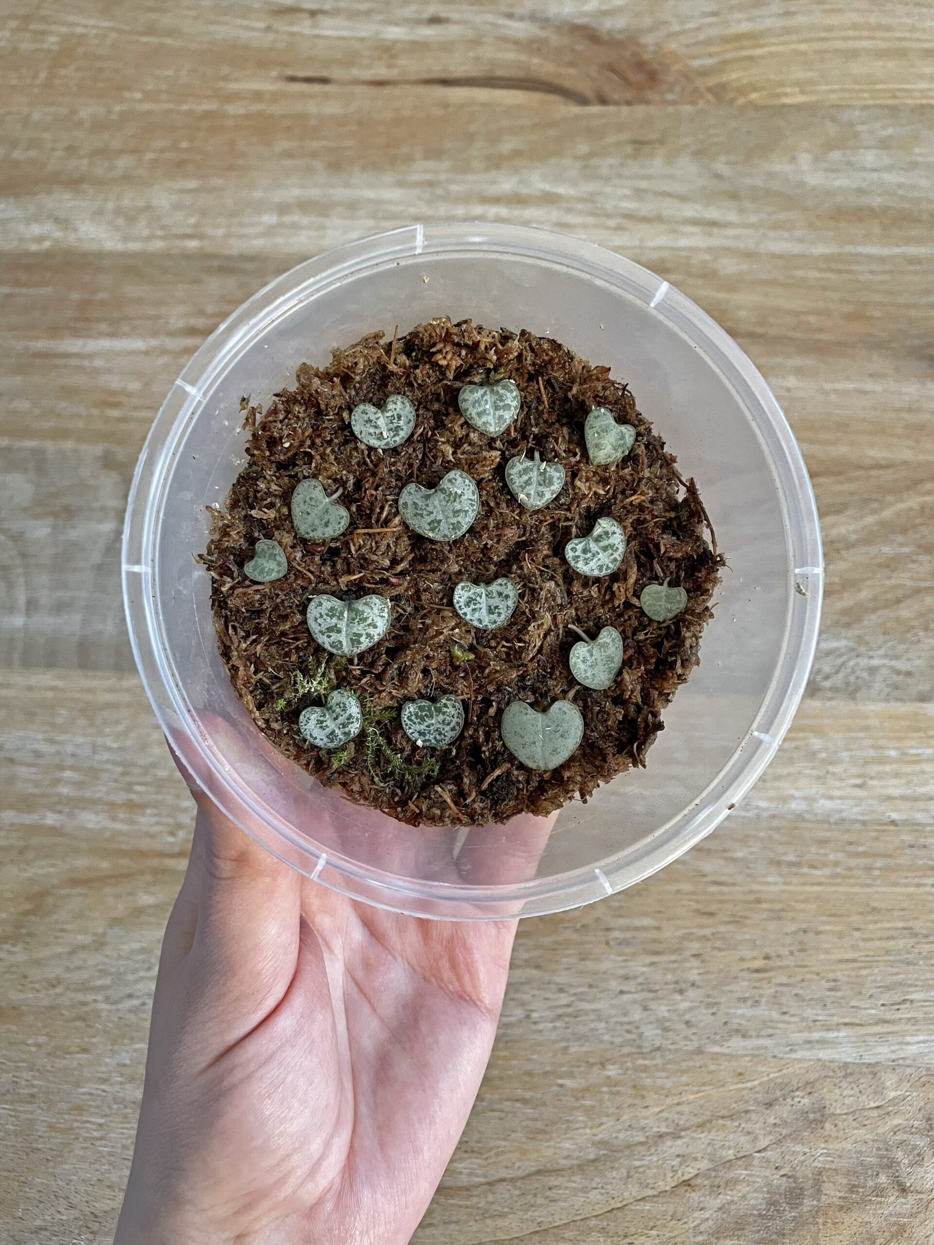 Bouturage de feuilles de chaine de coeurs