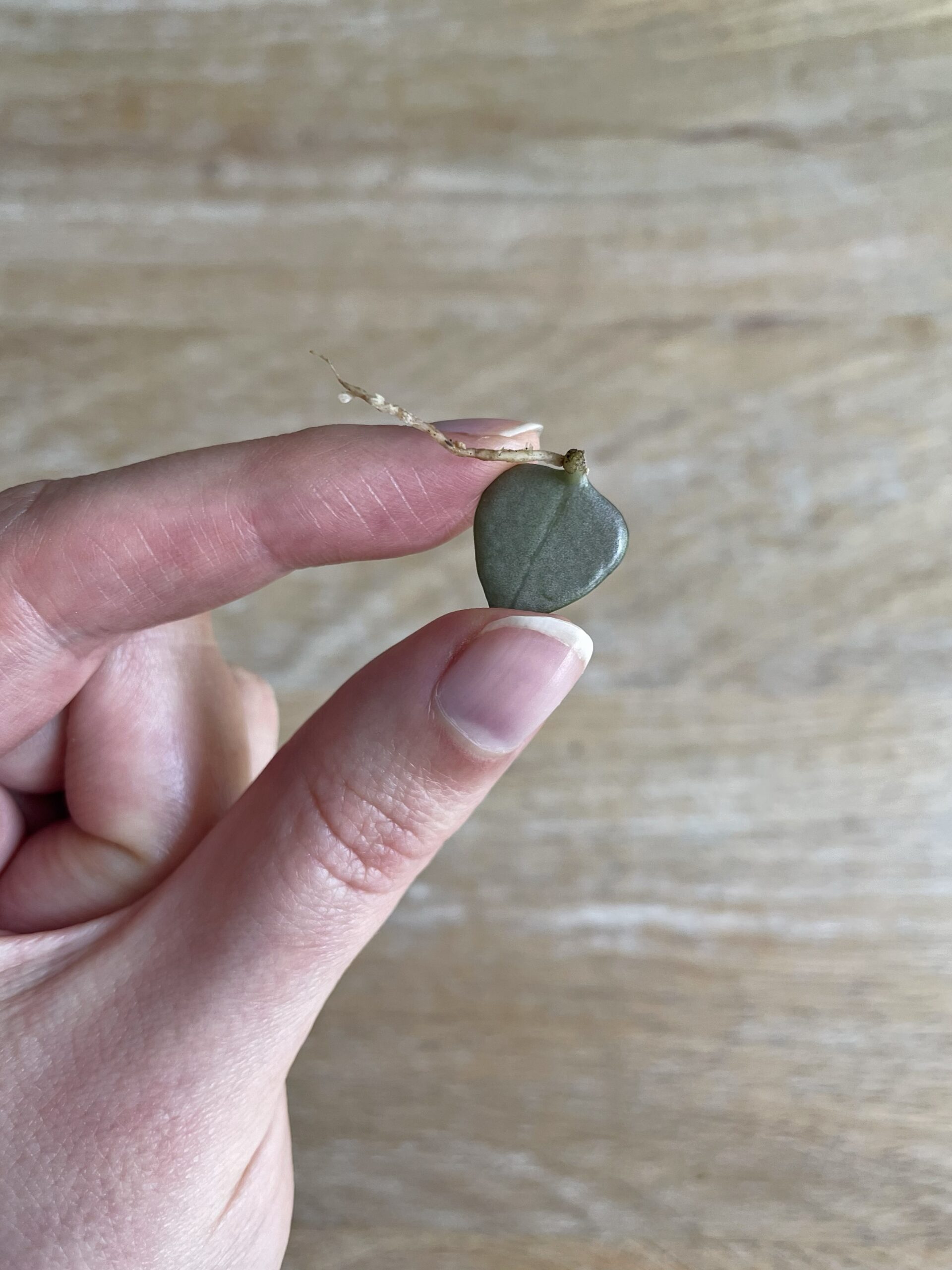 Bouturer les feuilles de ceropegia woodii