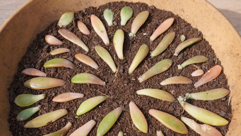 Bouturer les feuilles de vos succulentes