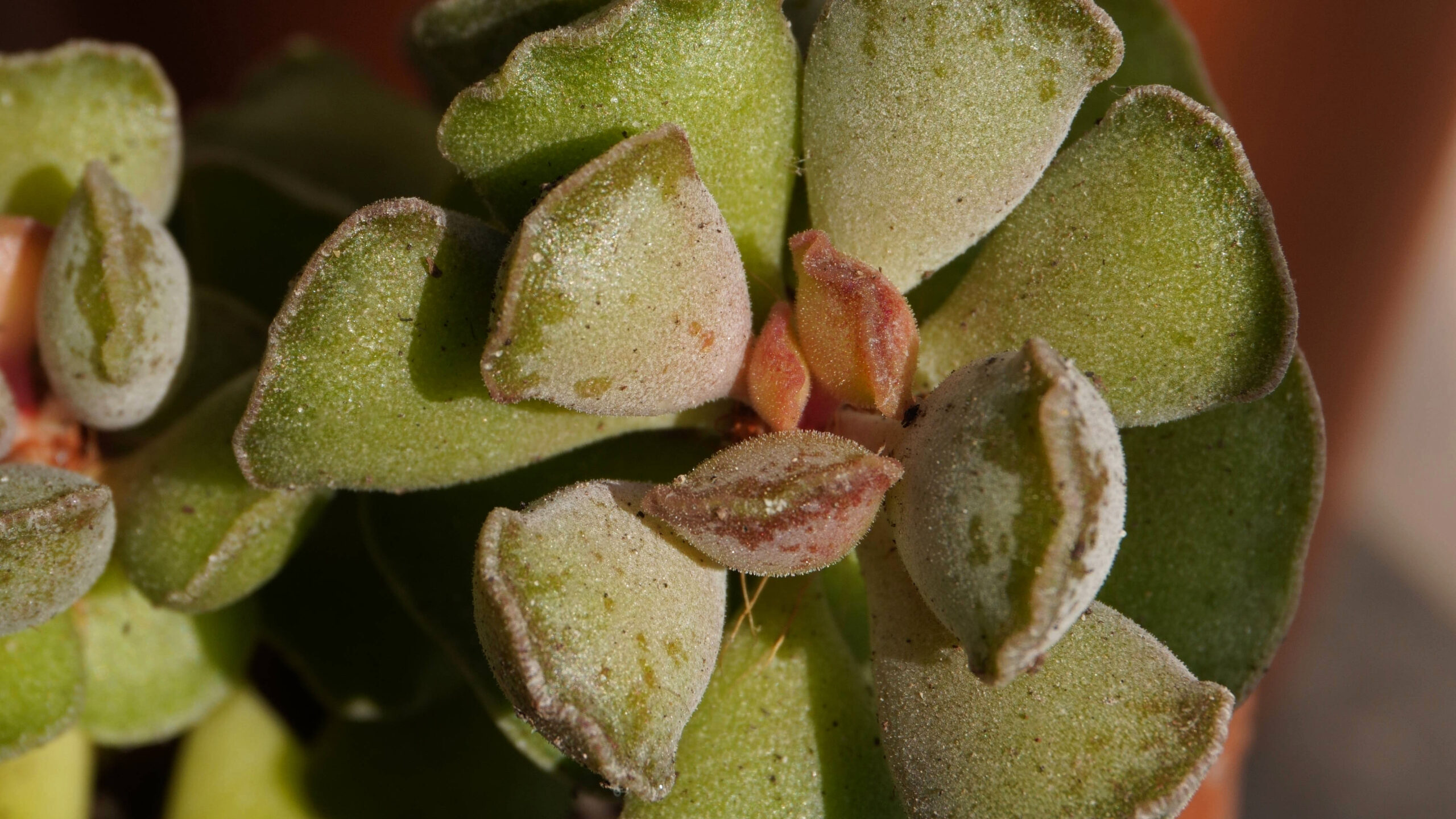 Couper et bouturer vos plantes grasses