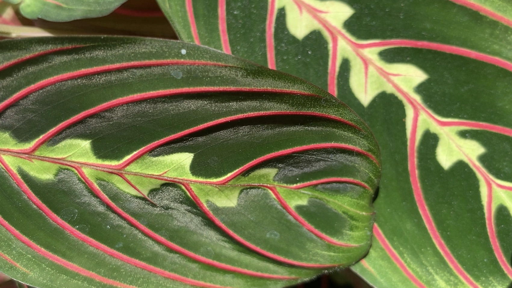 Bouturer votre maranta