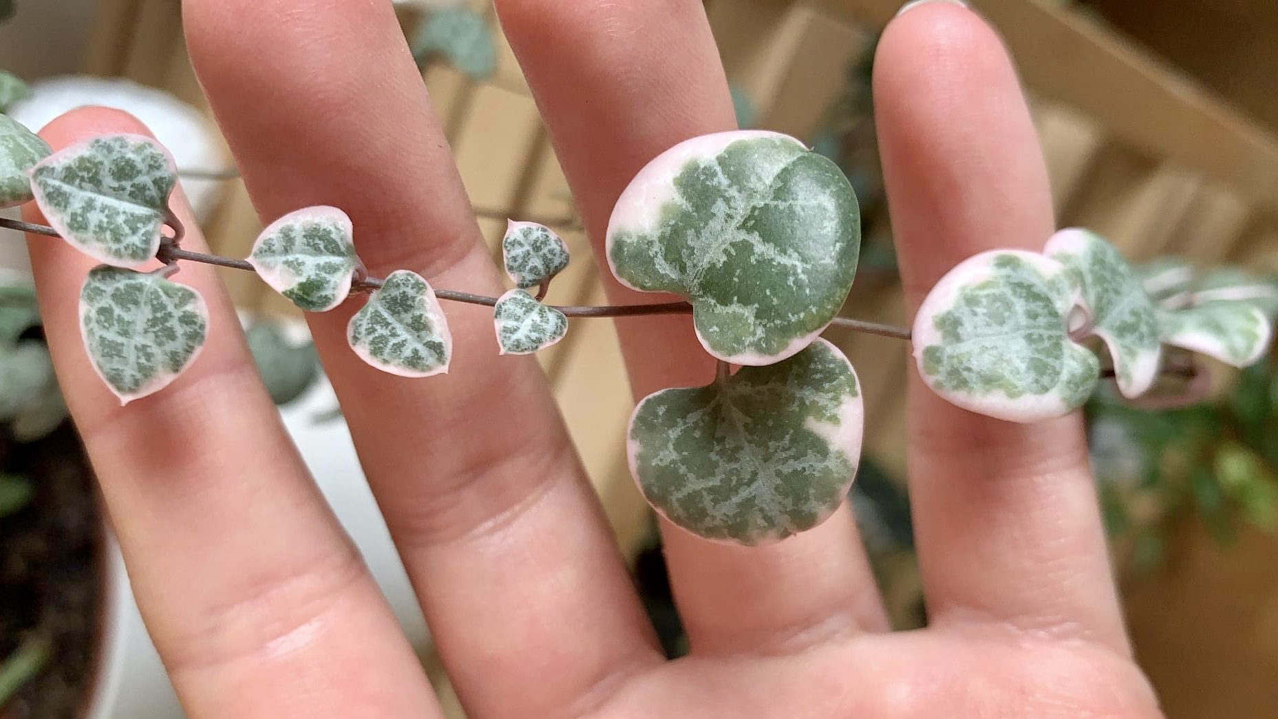 Bouturer votre chaîne de cœurs : 4 méthodes