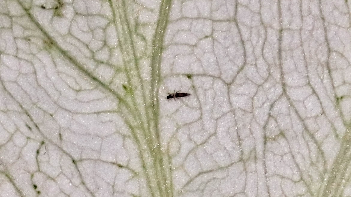 Lutter contre les thrips