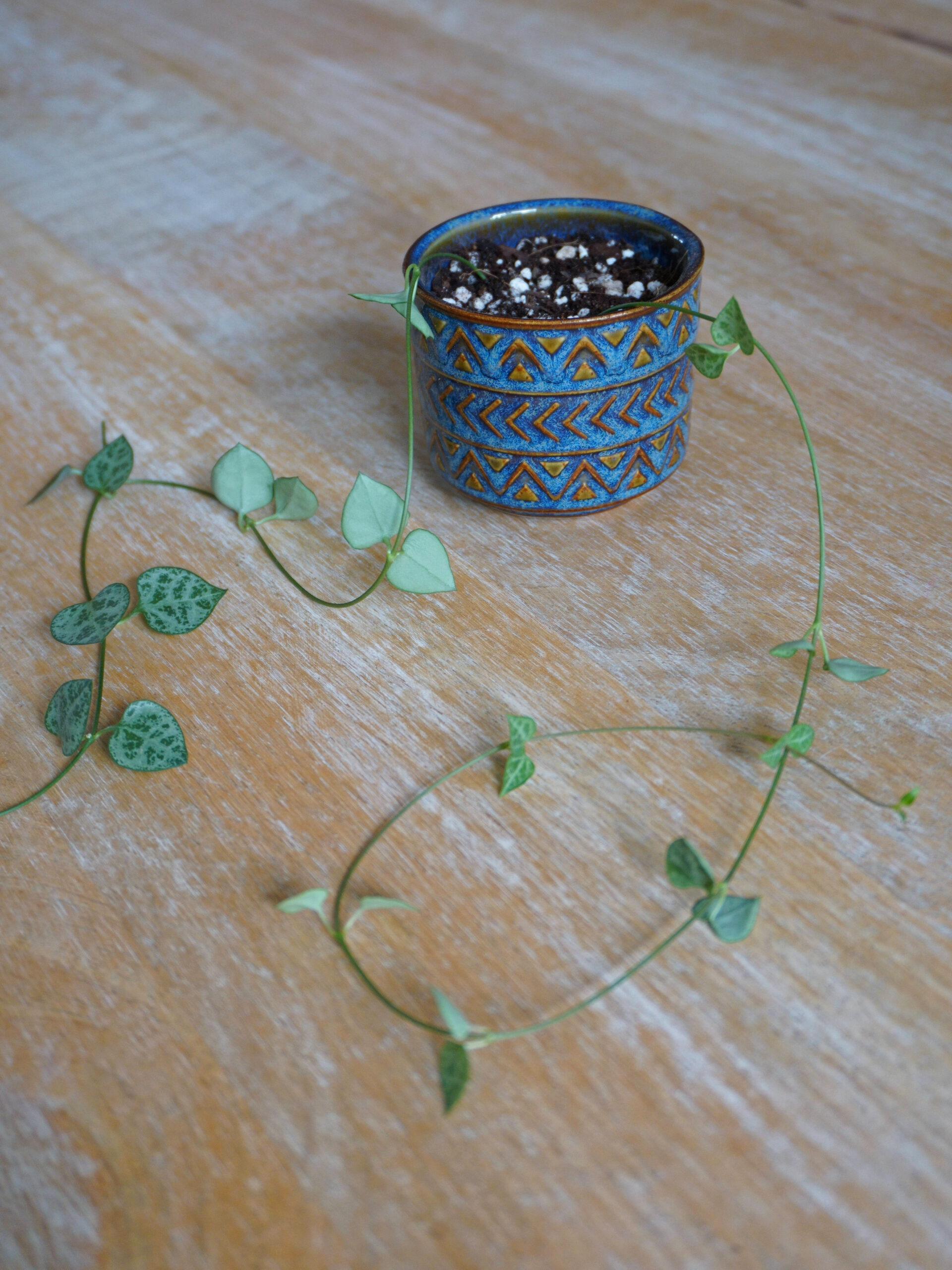 Marcottage de la chaine de coeurs