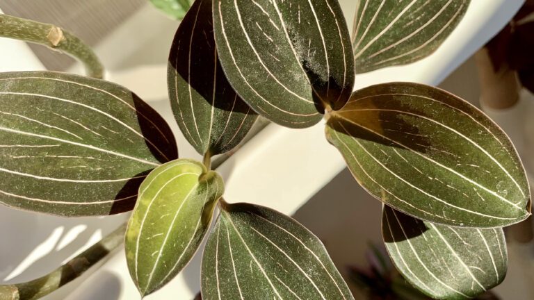 Bouturer votre orchidée bijou (ou Ludisia discolor)