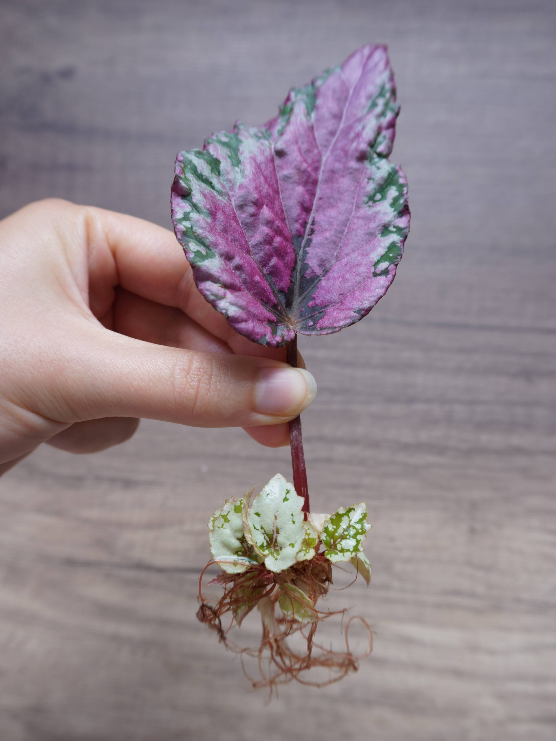 Racines et nouvelles feuilles bouture feuille bégonia