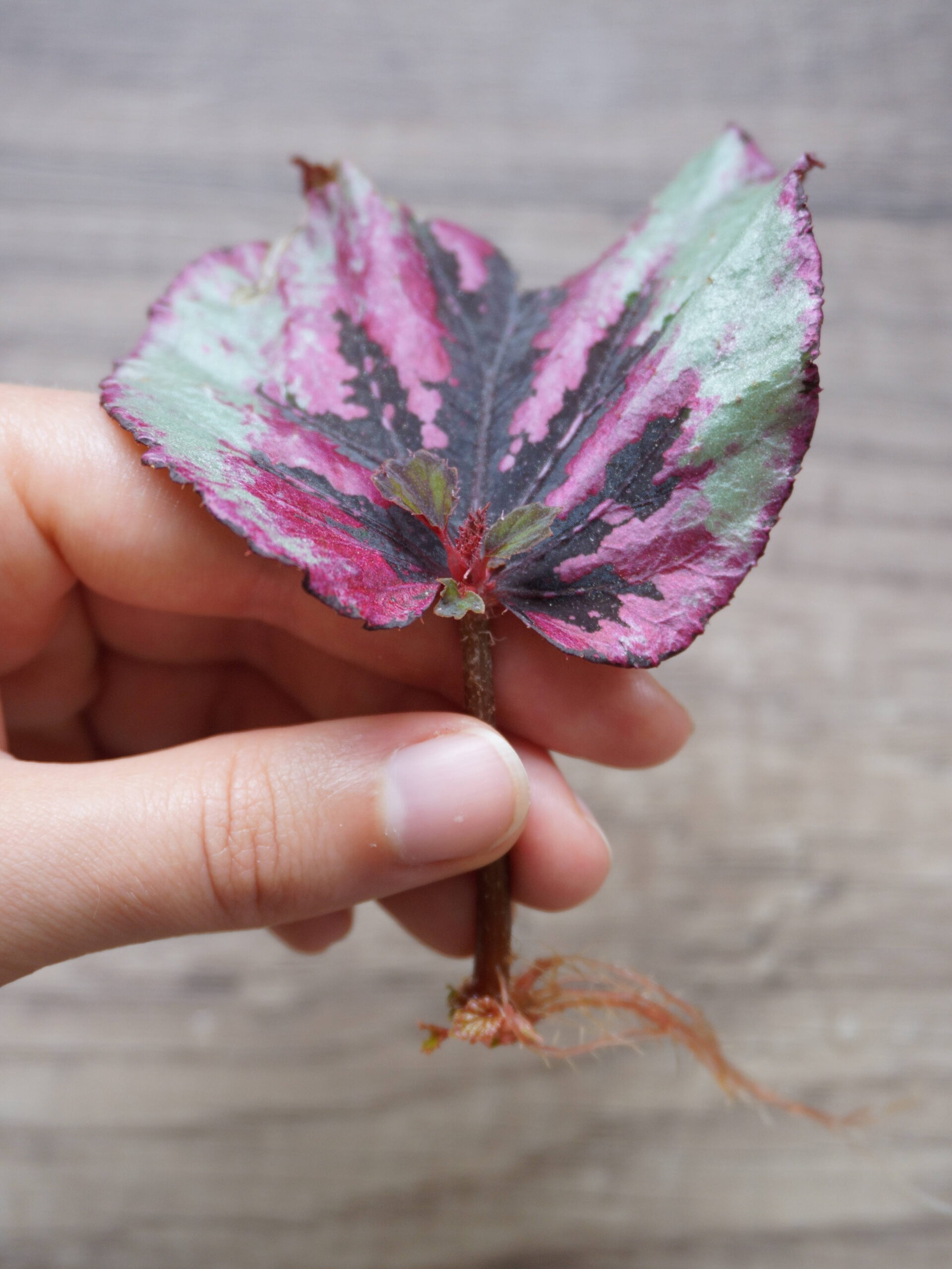 Bouture racinée de feuille de bégonia en eau