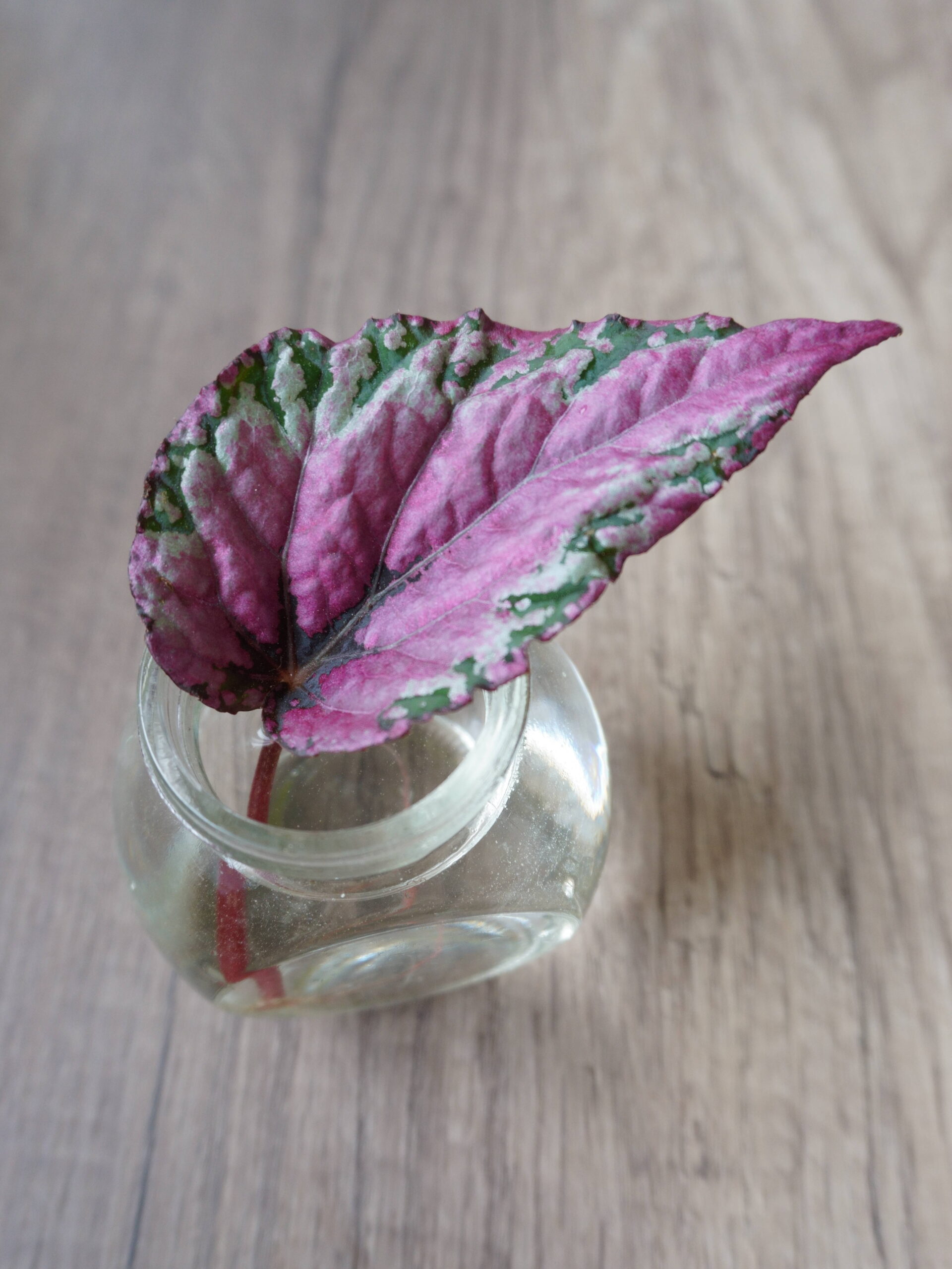 Bouturer feuille de bégonia en eau