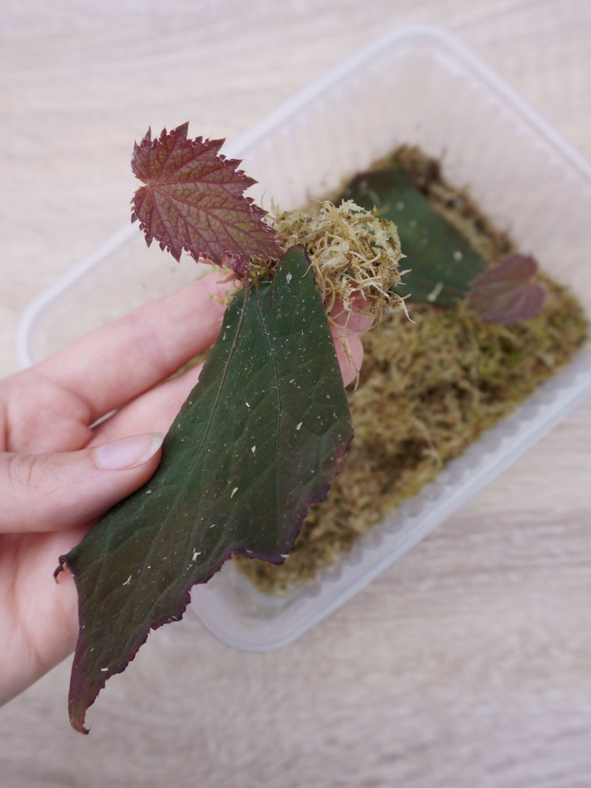 Nouvelle pousse morceau feuille bégonia 