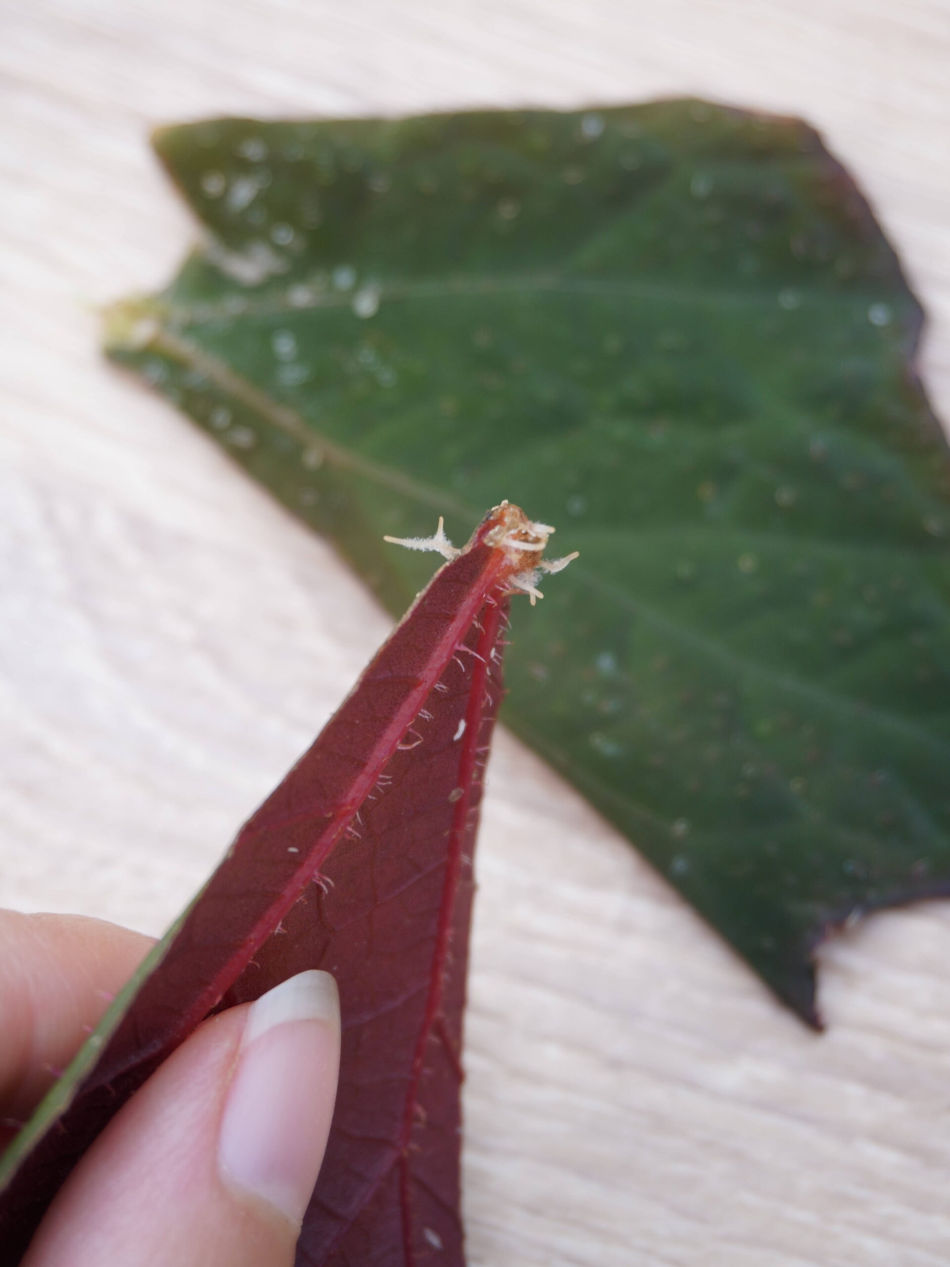 Racines morceau feuille bégonia 