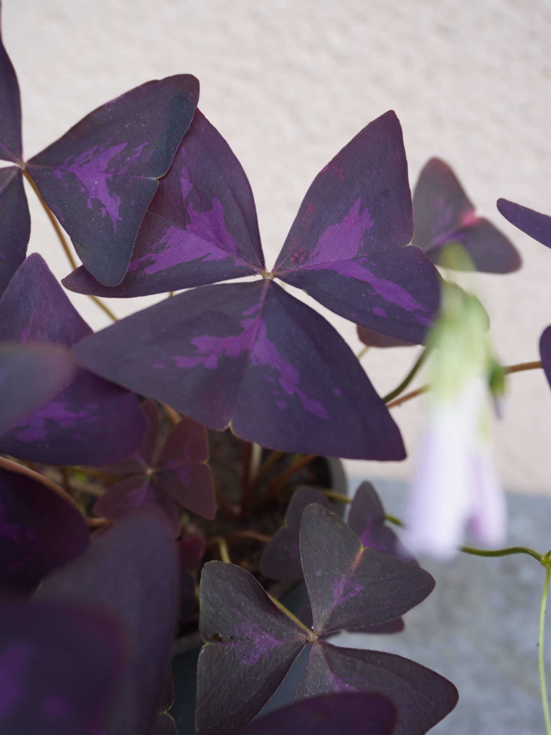 Comment entretenir votre oxalis
