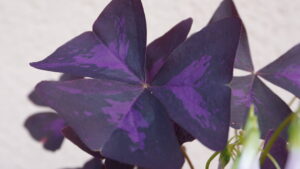 Entretenir votre oxalis