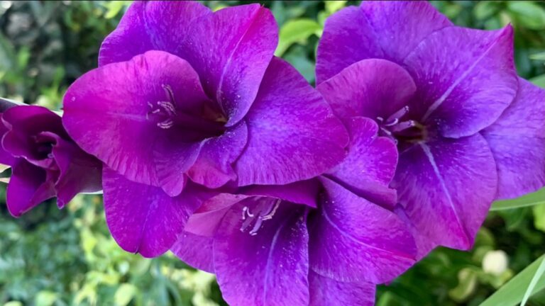 Rétrospective végétale de l&rsquo;année 2021 et perspectives 2022