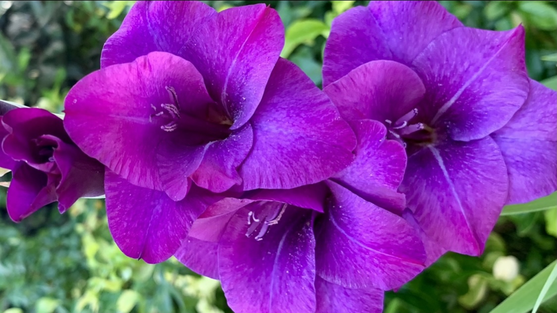 Rétrospective végétale de l’année 2021 et perspectives 2022