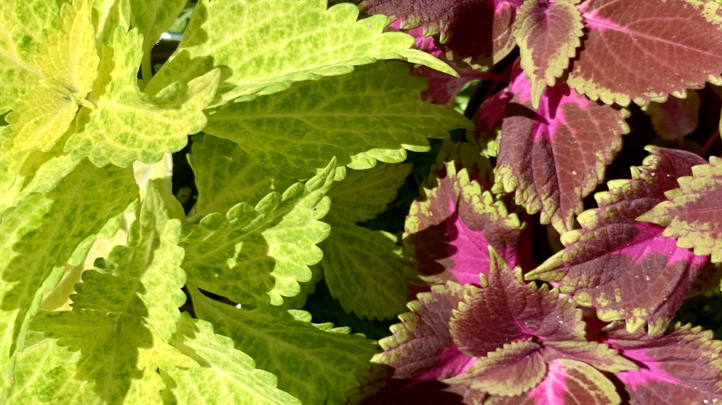 Comment entretenir votre coléus