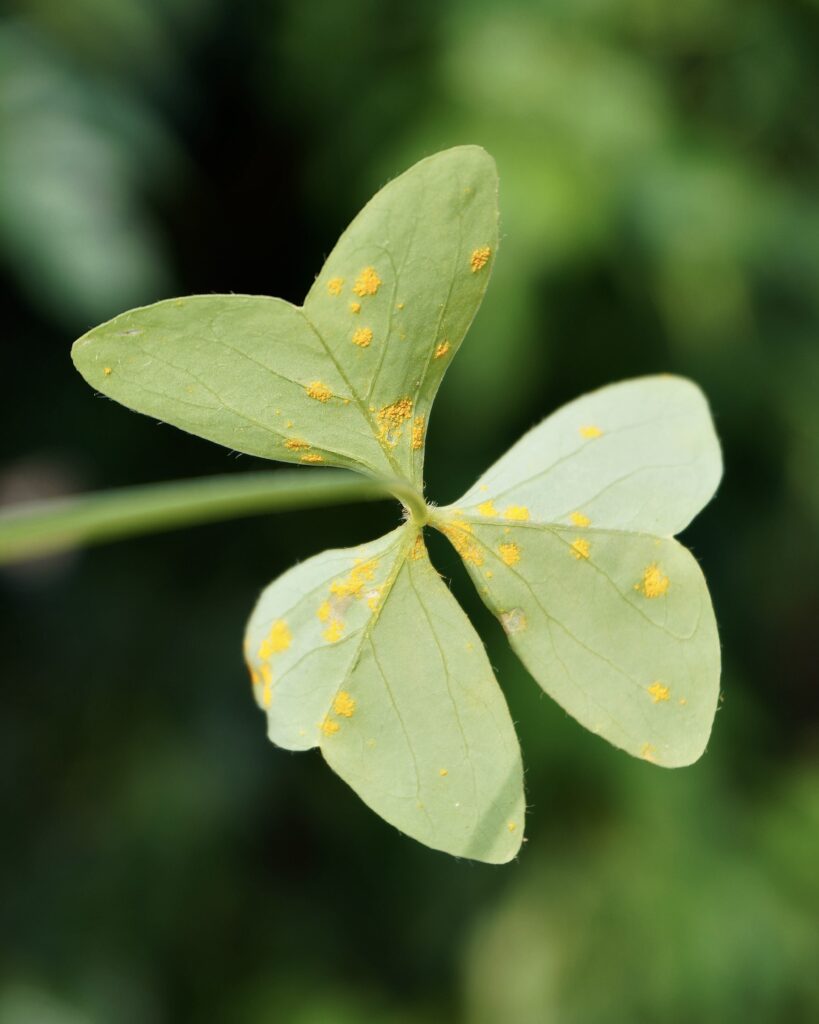 Oxalis touchée par la rouille maladie cryptogamique