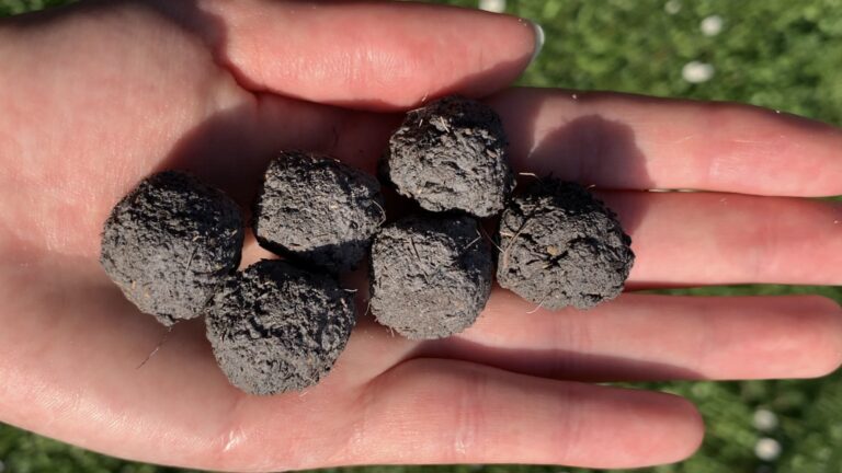 Fabriquer des bombes de graines