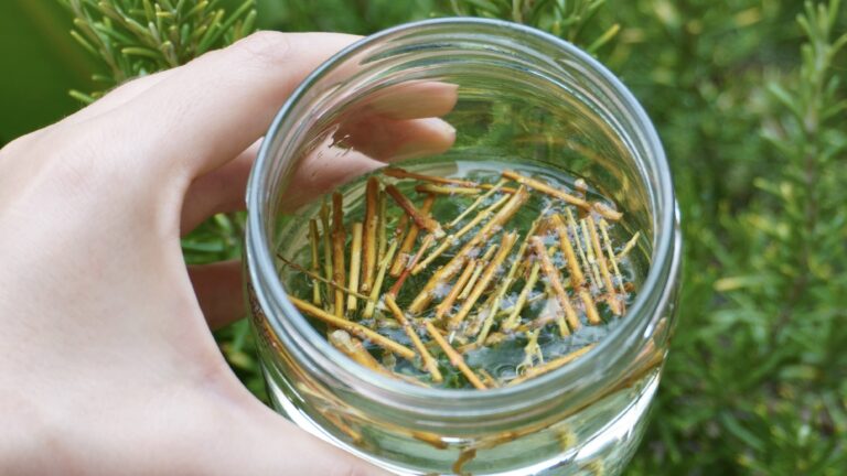 Préparer de l&rsquo;eau de saule, une hormone de bouturage naturelle