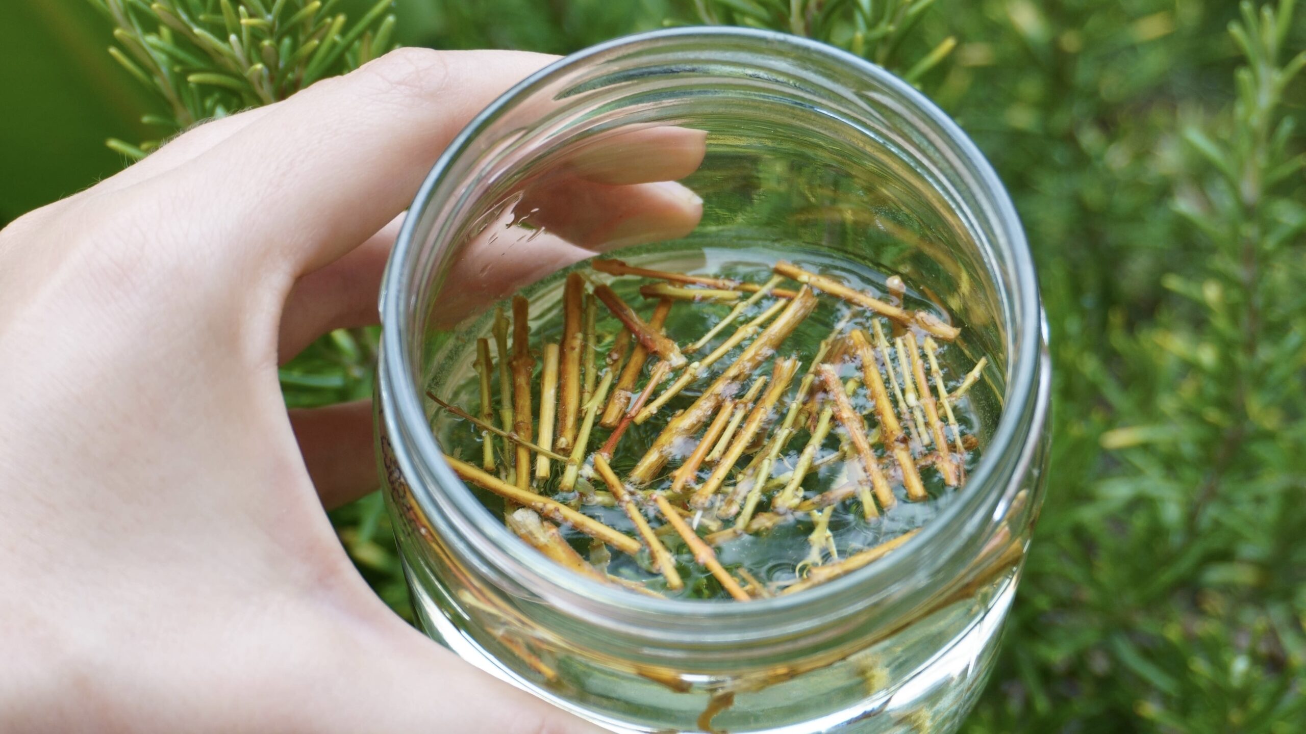 Préparer de l’eau de saule, une hormone de bouturage naturelle