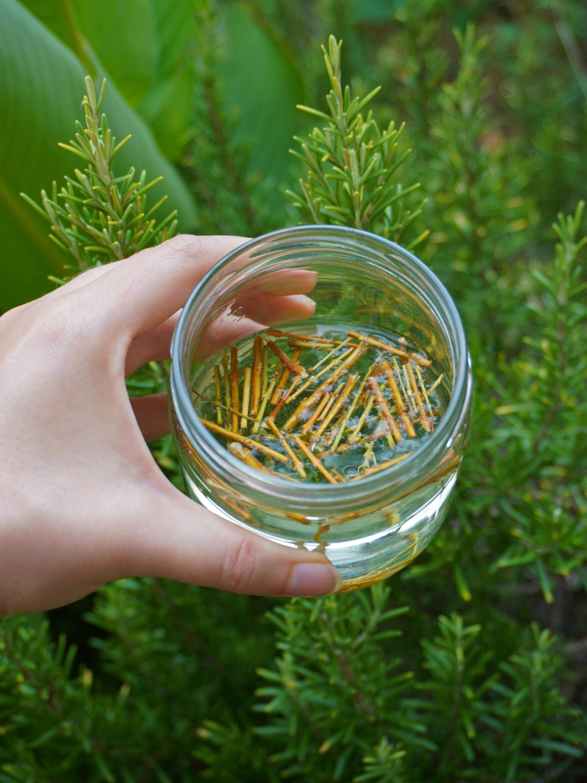 Comment fabriquer de l'eau de saule, une hormone de bouturage naturelle