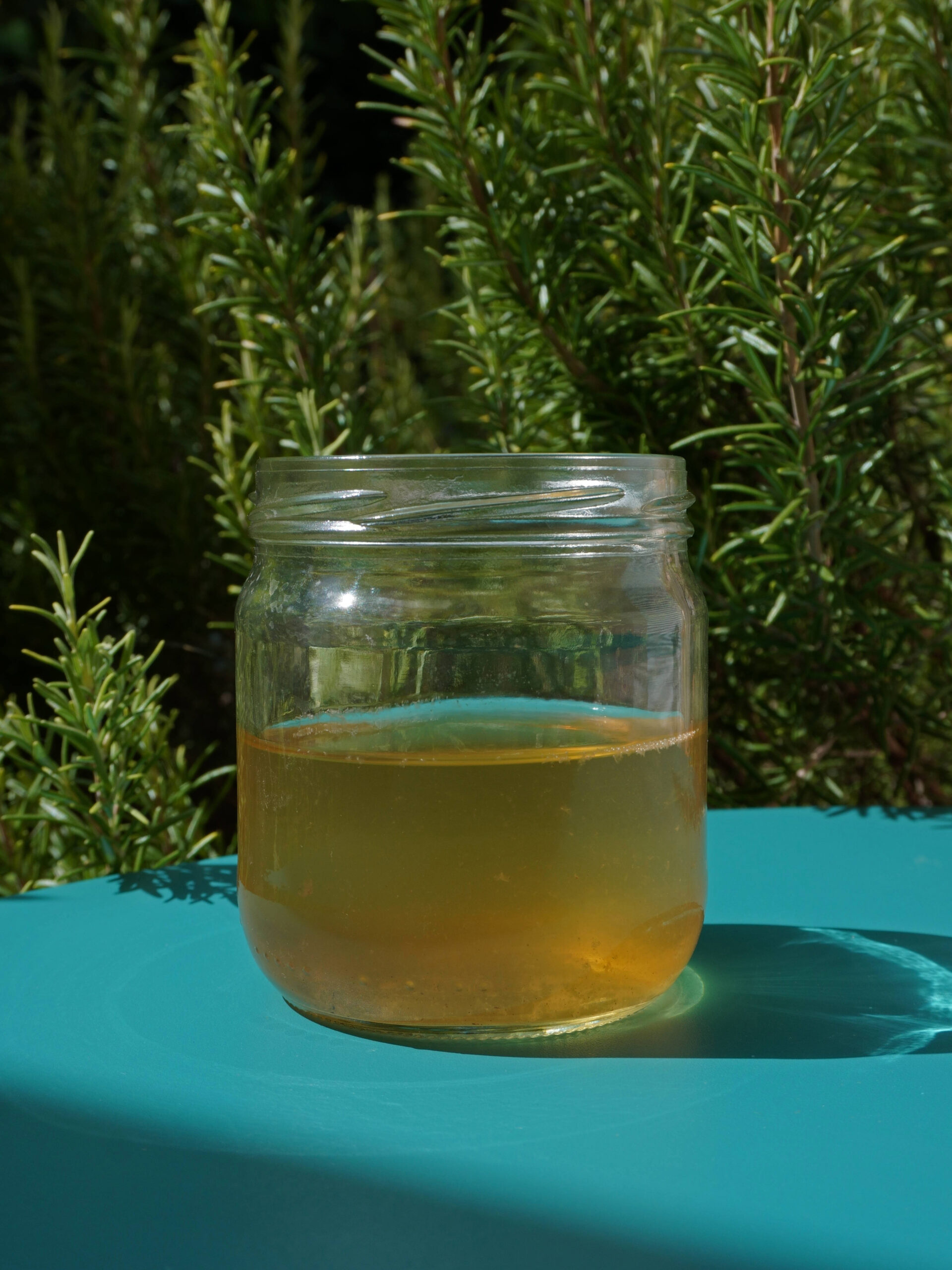 Comment préparer de l'eau de saule, une hormone de bouturage naturelle