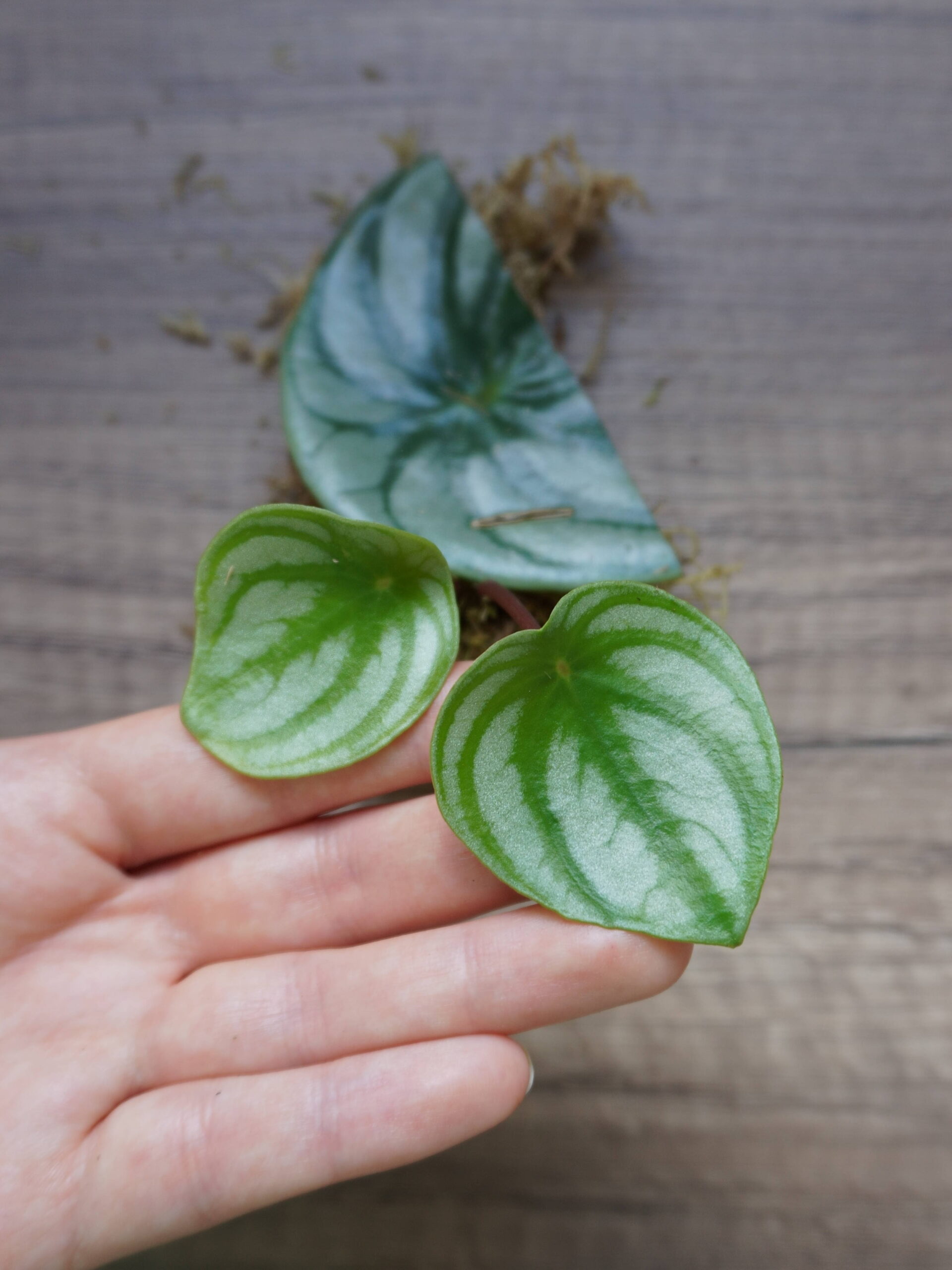 Bouturage de feuilles de pépéromia : les nouvelles pousses