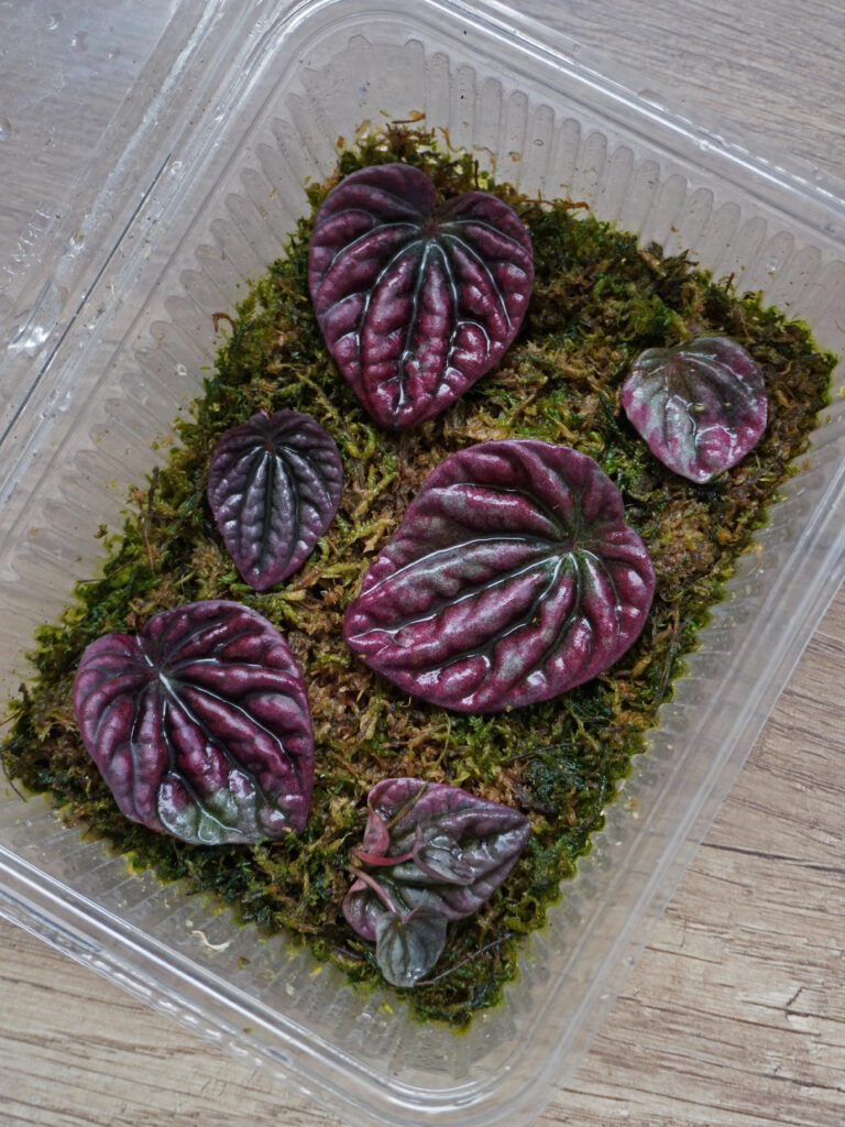 Bouturer les feuilles de pépéromia à l'étouffée en sphaigne