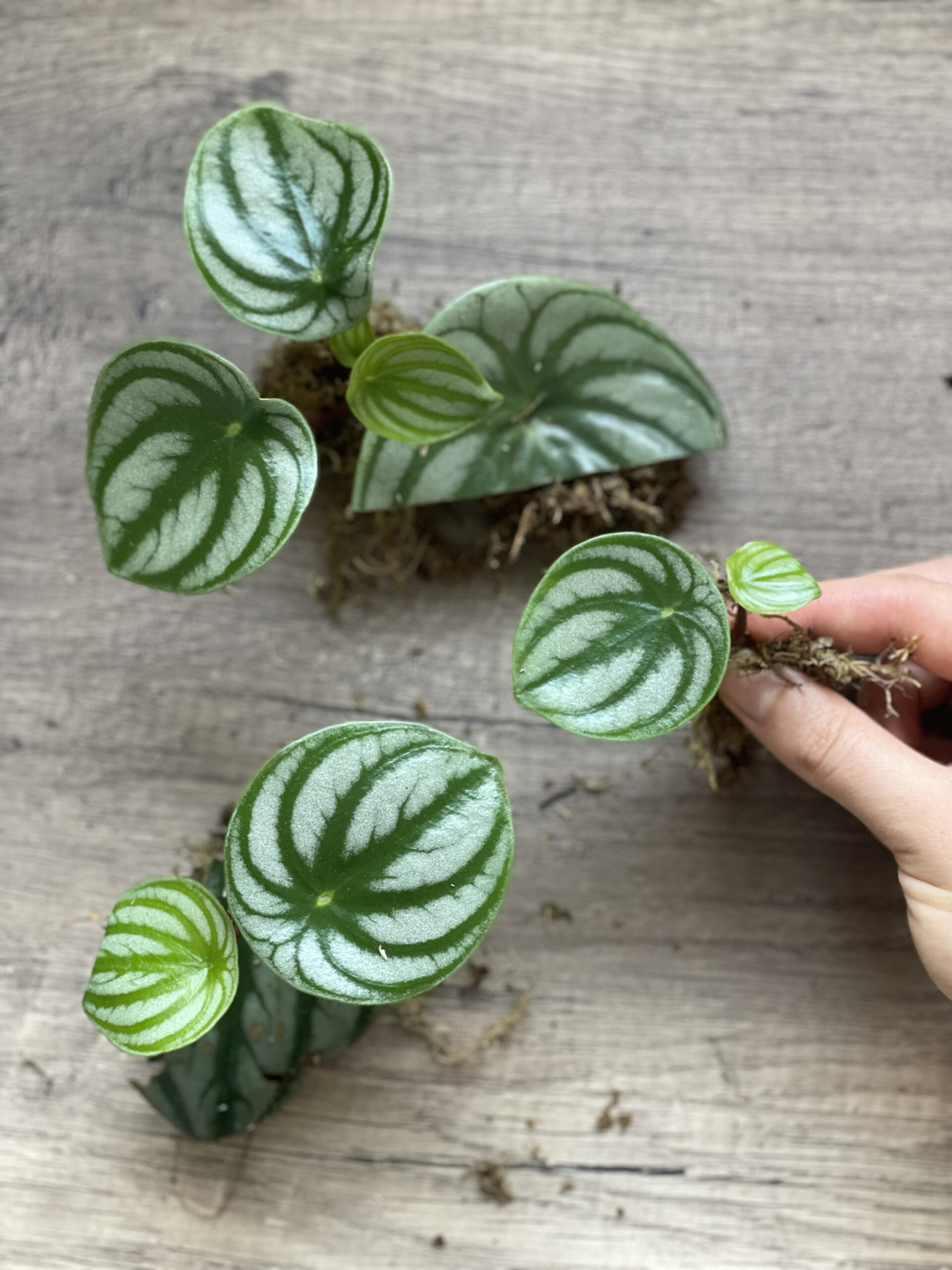 Comment bouturer les feuilles de pépéromia