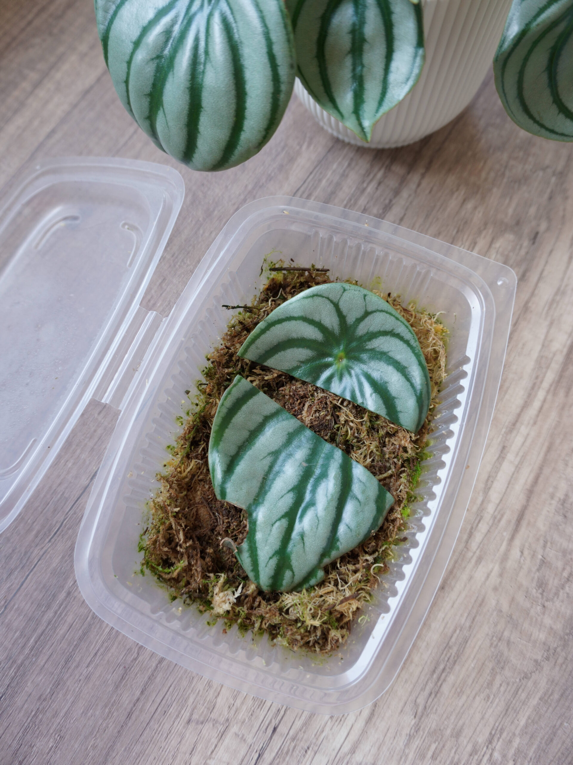 Couper les feuilles de pépéromia en plusieurs morceaux pour le bouturage