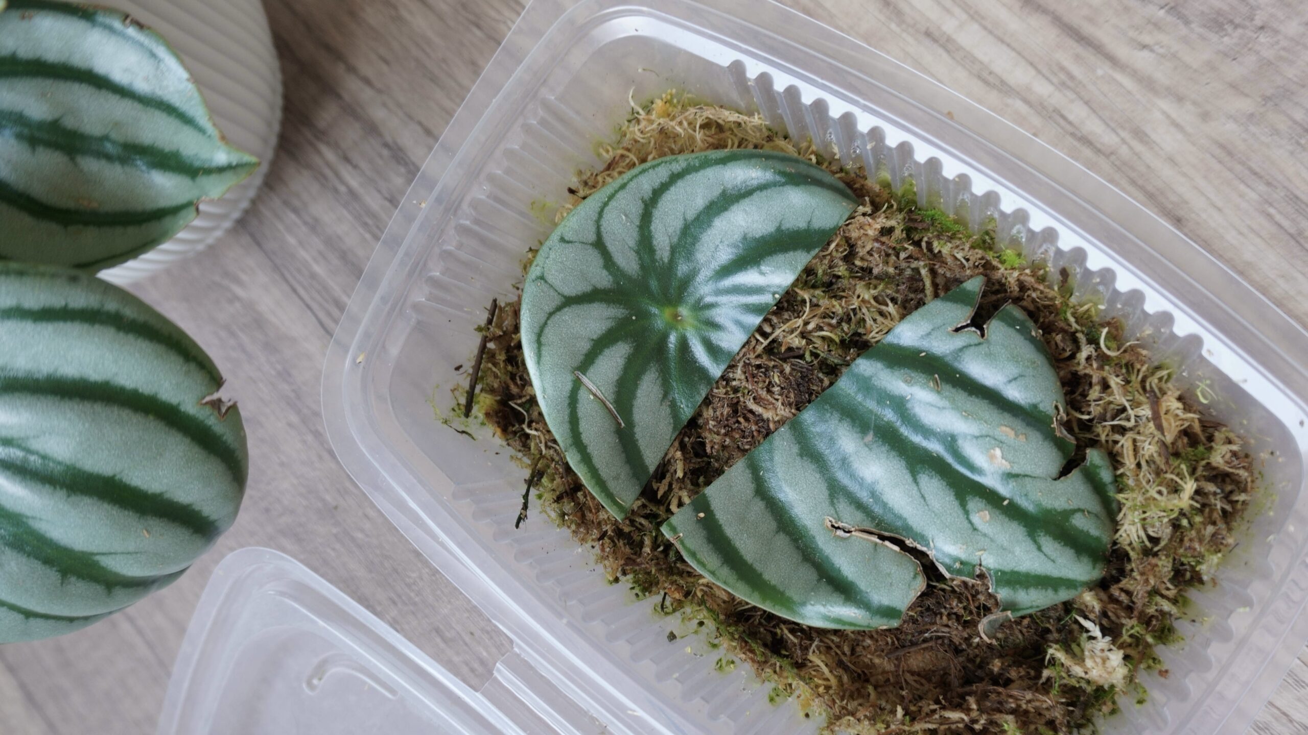 Bouturer votre pépéromia