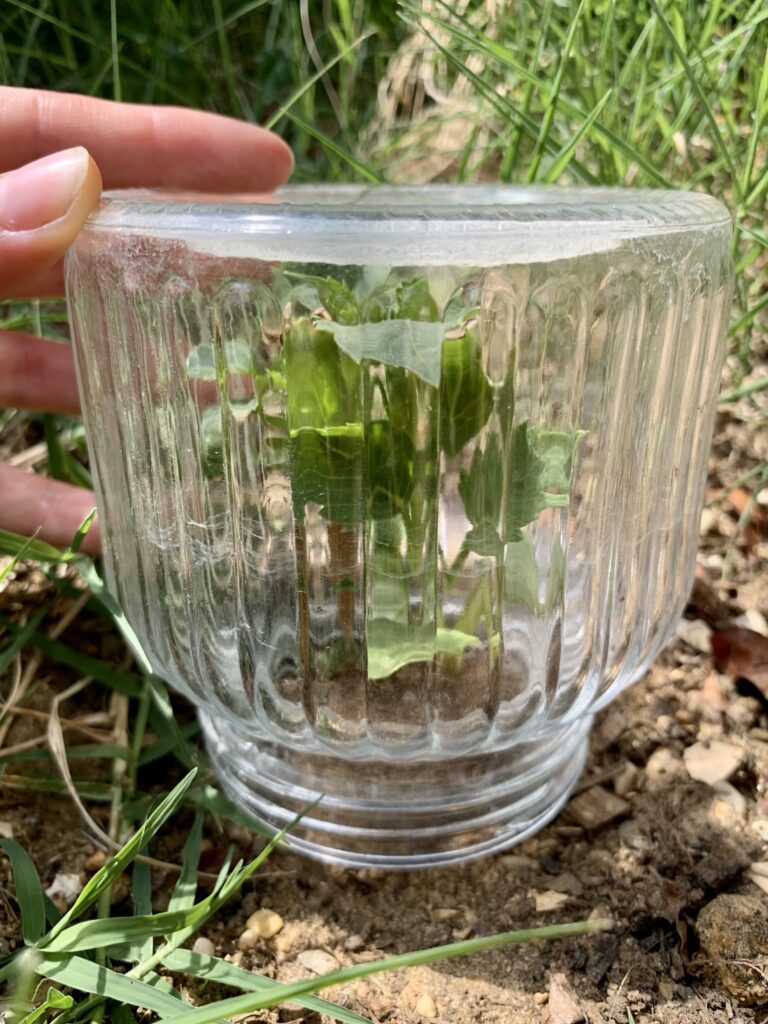 Bocal protection anti escargot limace