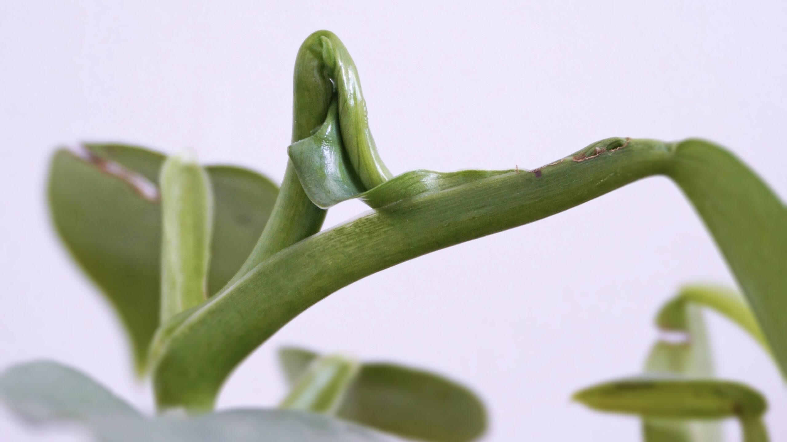 SOS : la feuille de ma plante est coincée