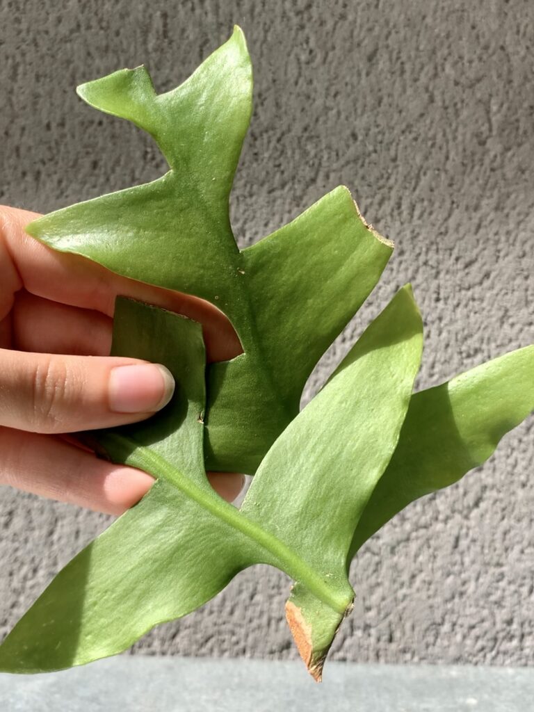 Bouturer les feuilles de vos succulentes – Troque Ta Plante – Le Blog