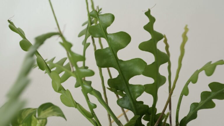 Bouturer votre épiphyllum