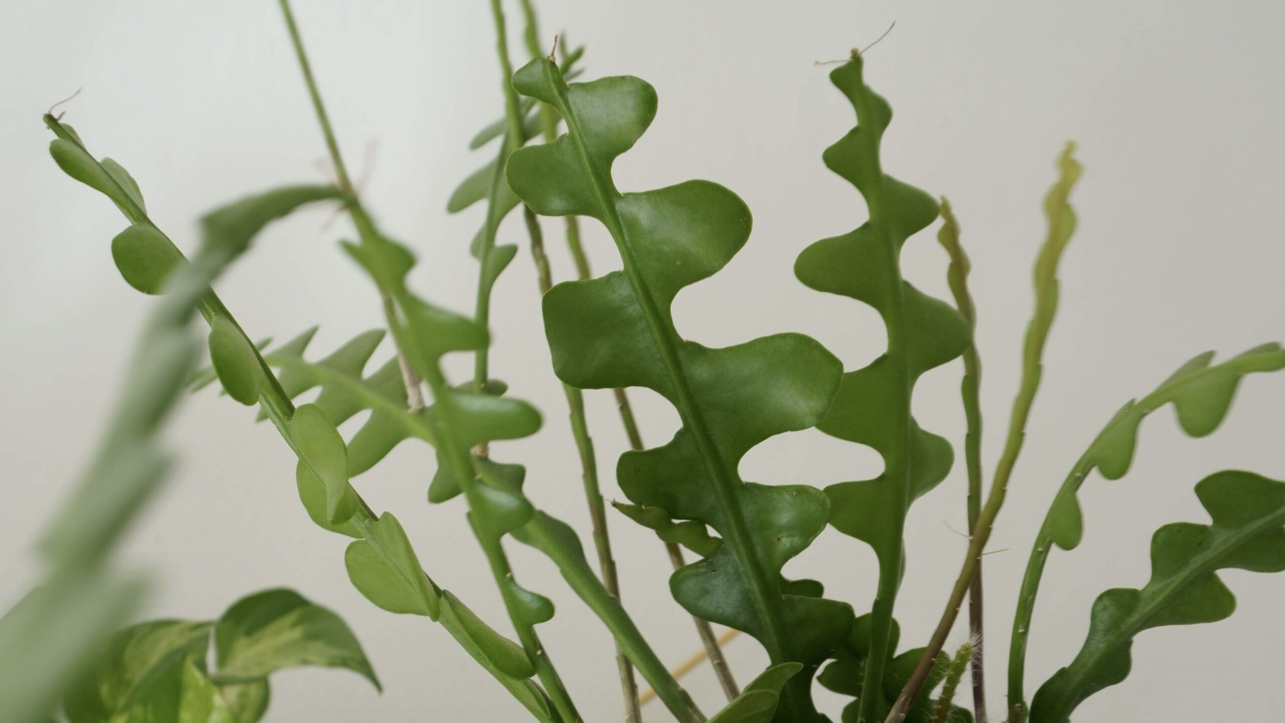 Bouturer votre épiphyllum