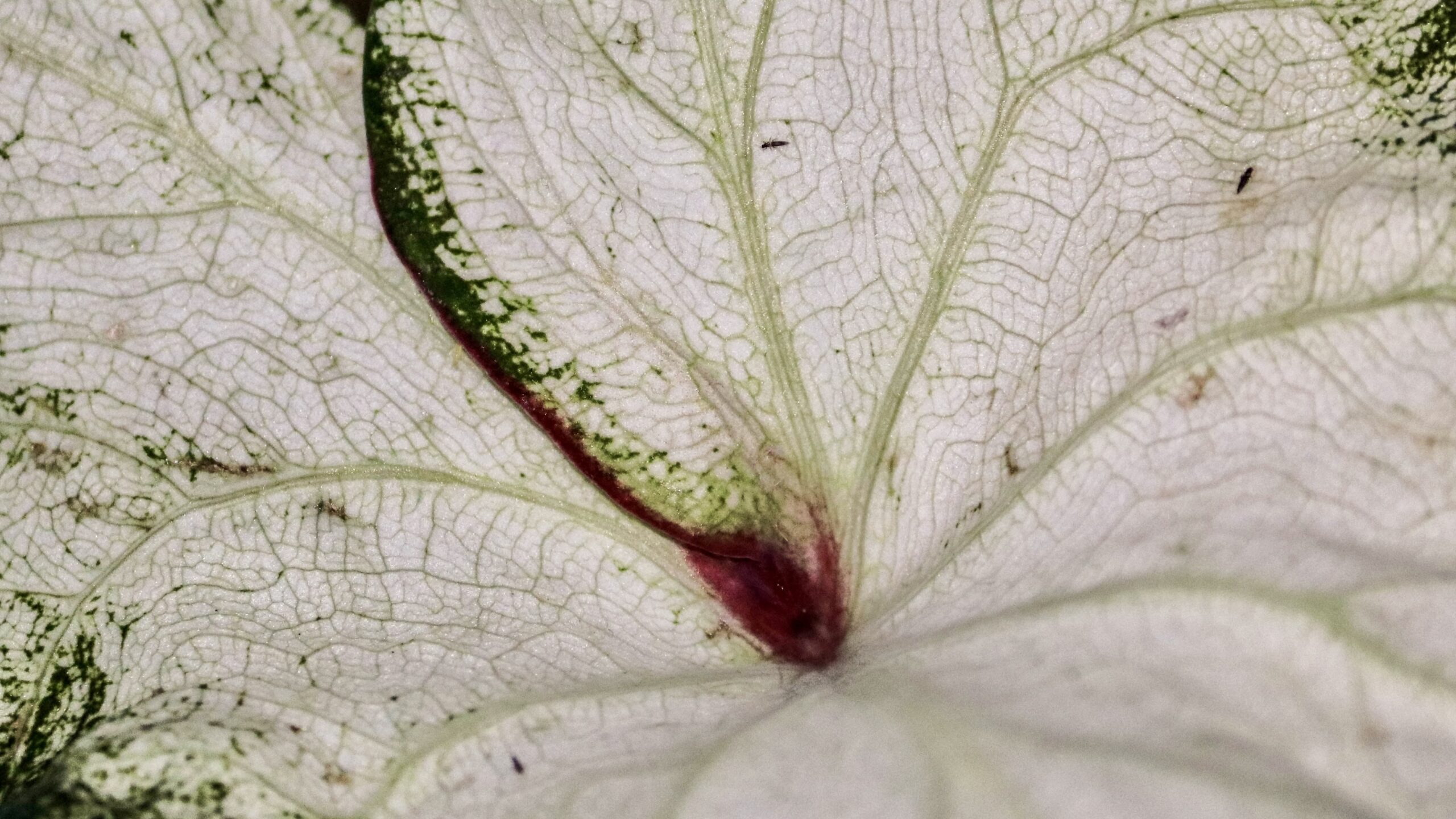 Reconnaître les thrips sur vos plantes