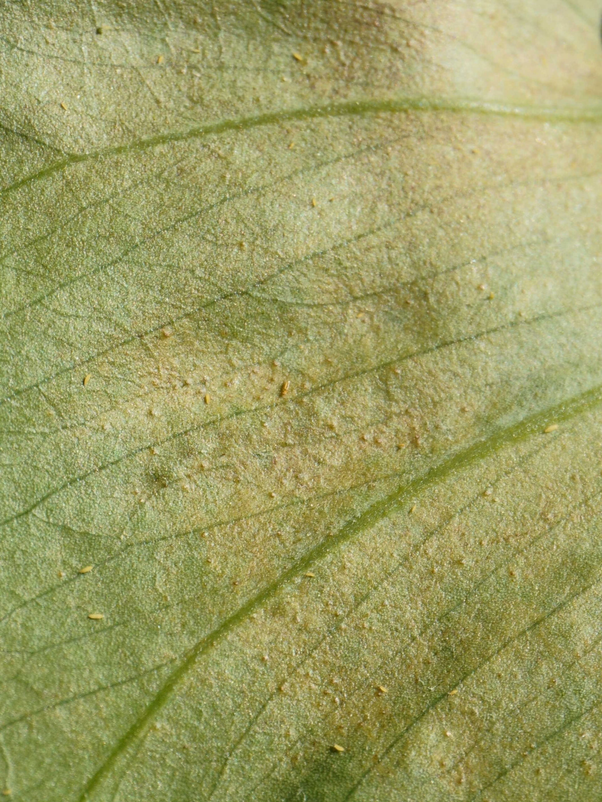 Identifier larves jaunes thrips plantes