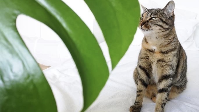 Plantes & animaux de compagnie