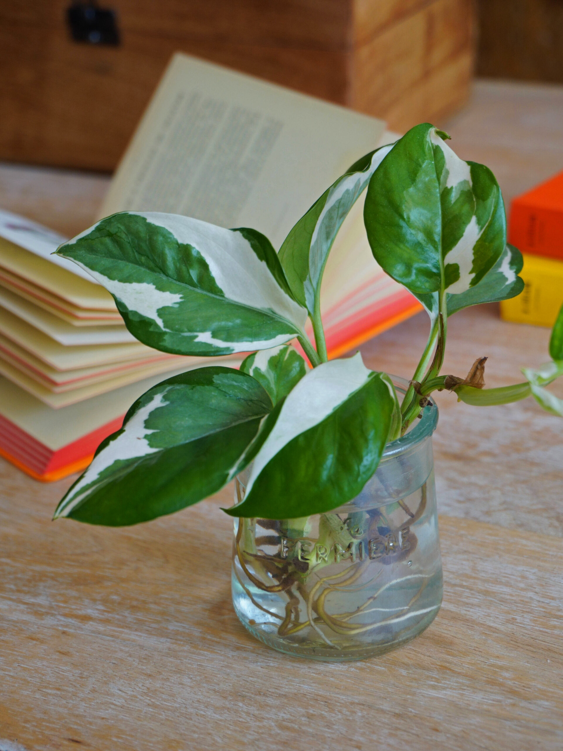 Bouturage du pothos dans l'eau
