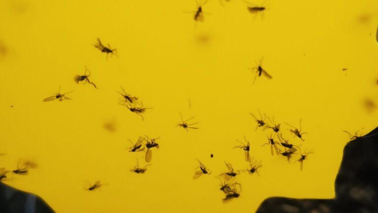 Lutter contre les moucherons de terreau (ou sciarides)