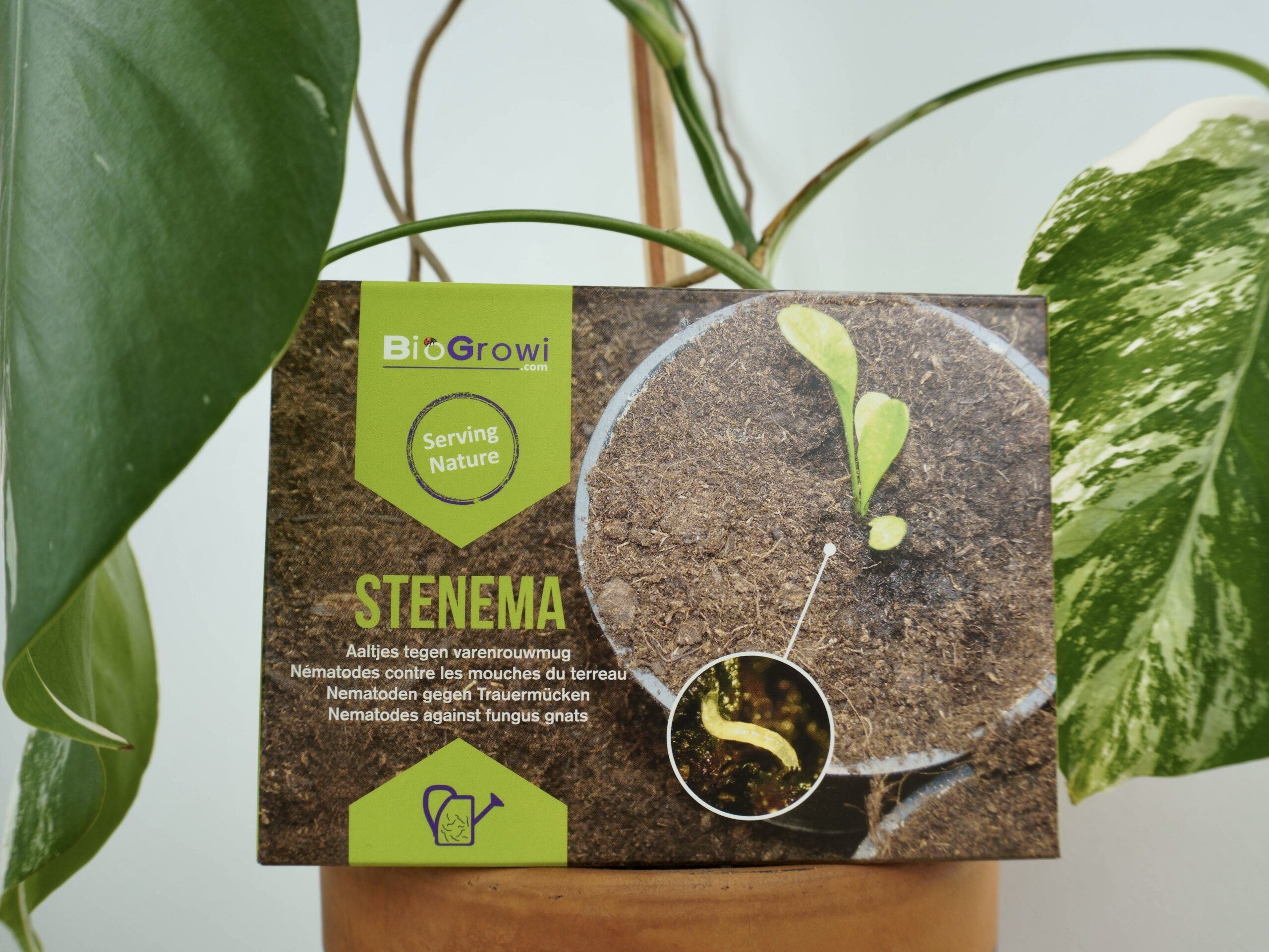 Stenema | Nématodes contre les mouches du terreau