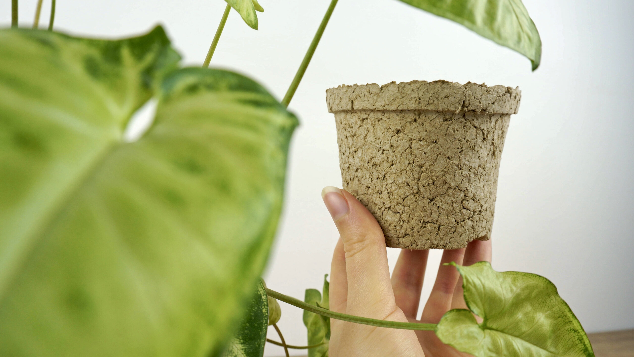 Comment créer des pots à semis biodégradables DIY