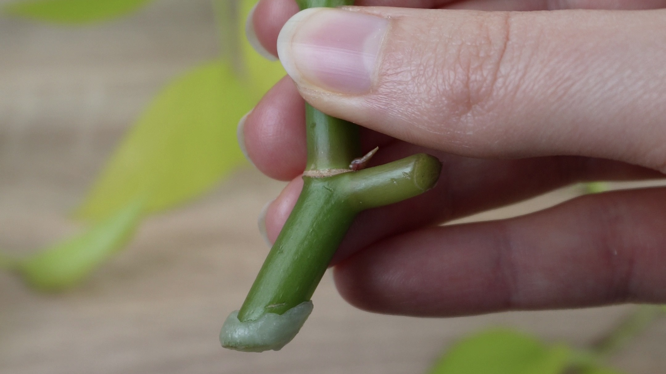 Créer un bouchon de cire pour protéger vos boutures