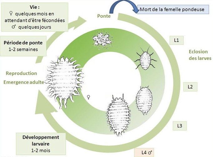 La cochenille farineuse - Insectes - Zone conseils - Pépinière