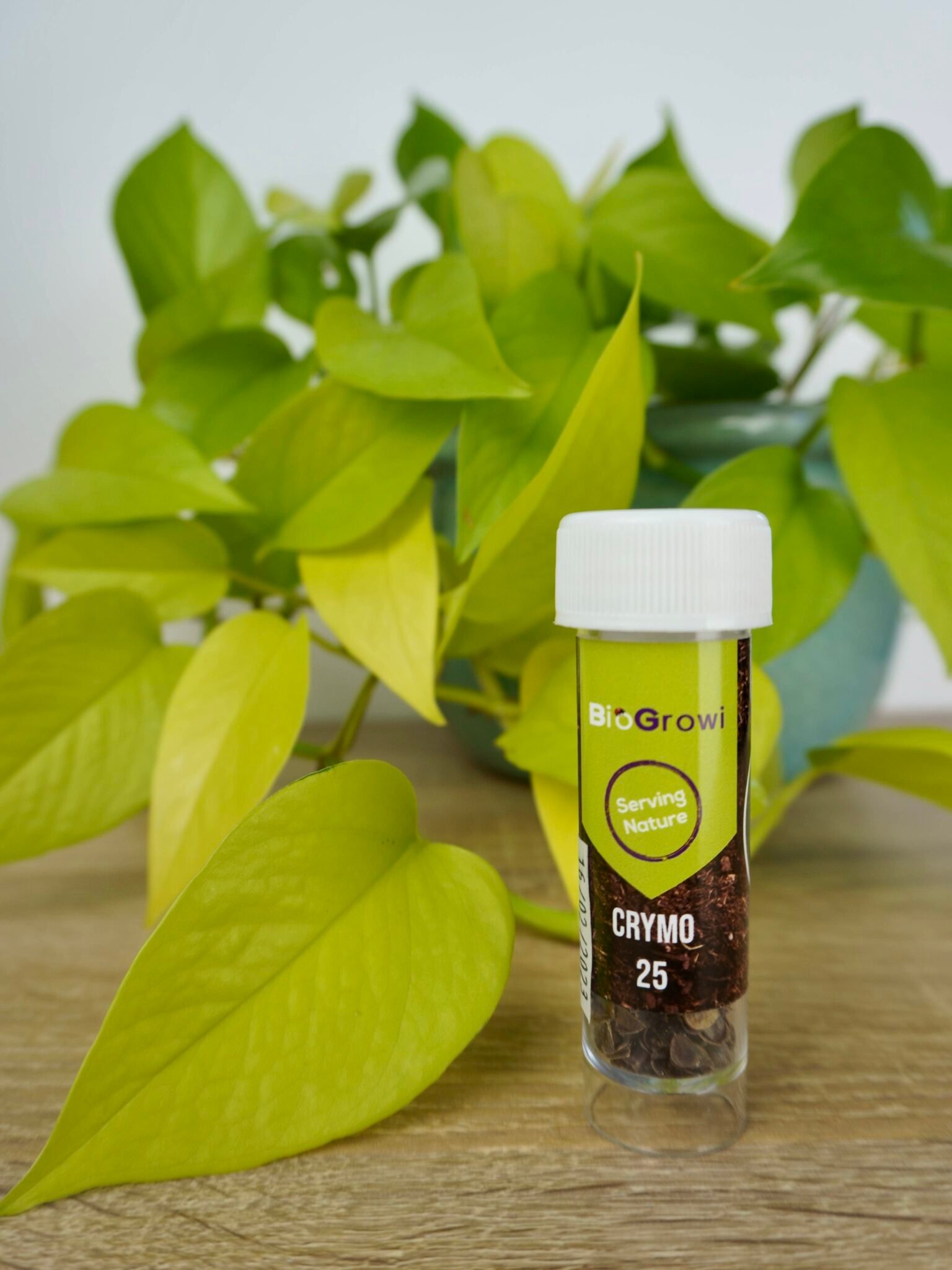 GREEN GUARDIA Power Oeufs De Larves De Chrysopes - 3 Cartes Contre Pucerons Et Cochenilles - Lutte Biologique Naturelle