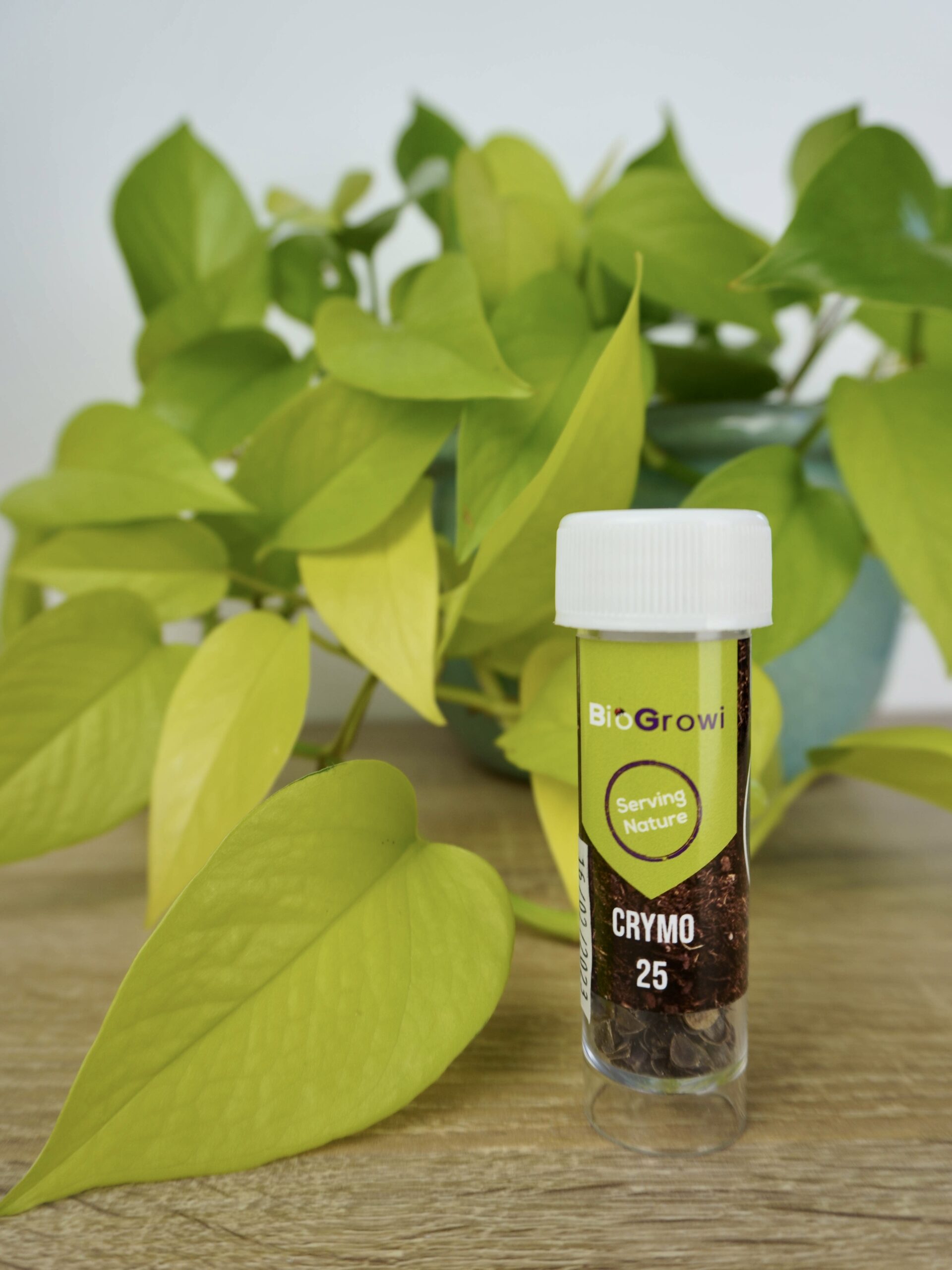 Lutter contre les cochenilles farineuses Troque Ta Plante Le Blog — free download