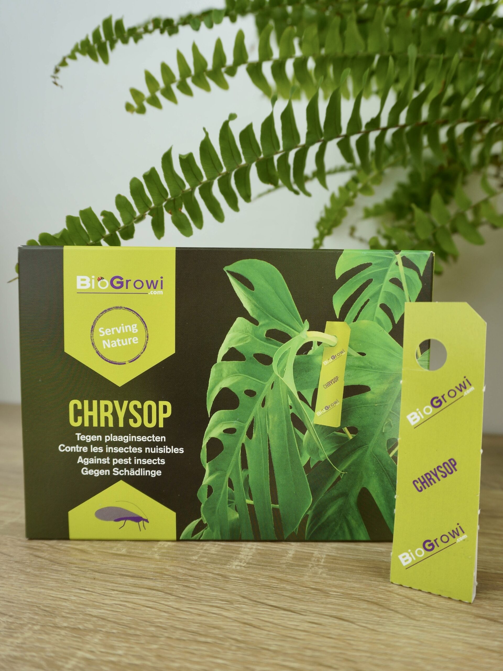 Lutter contre les cochenilles farineuses Troque Ta Plante Le Blog — free download