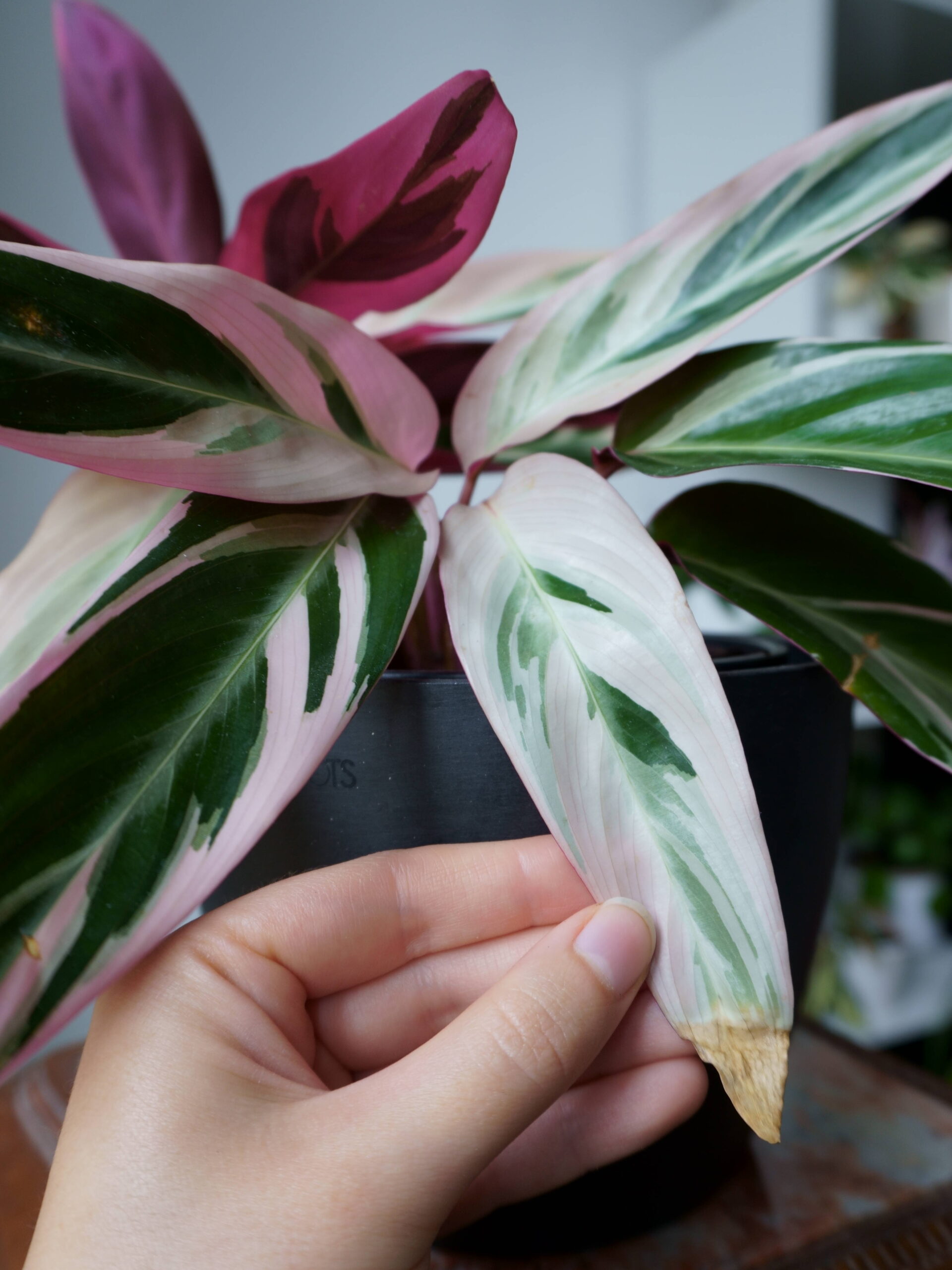Feuilles sèches des calatheas, bouts secs : manque d'humidité