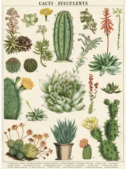Affiches botaniques Cavallini